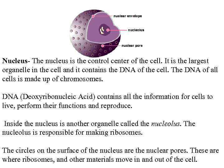 Nucleus- The nucleus is the control center of the cell. It is the largest