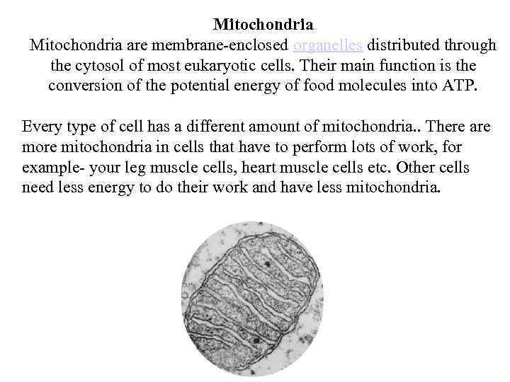 Mitochondria are membrane-enclosed organelles distributed through the cytosol of most eukaryotic cells. Their main