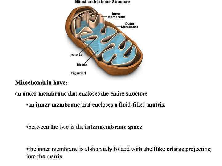 Mitochondria have: an outer membrane that encloses the entire structure • an inner membrane