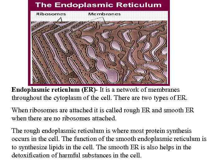 Endoplasmic reticulum (ER)- It is a network of membranes throughout the cytoplasm of the