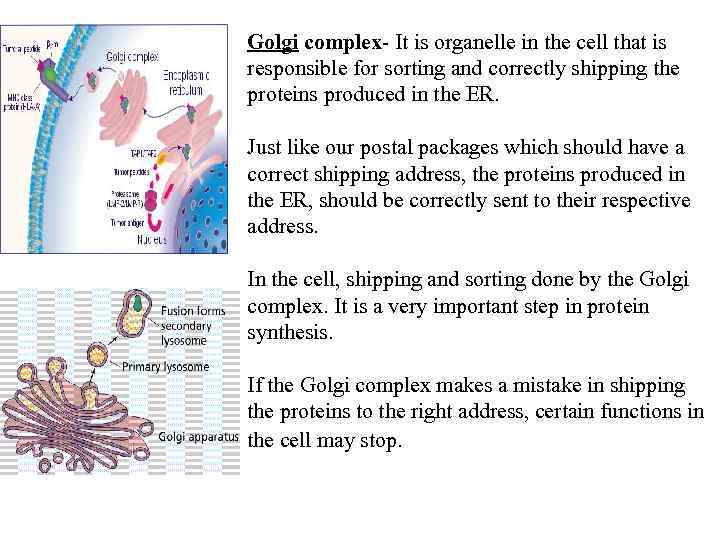Golgi complex- It is organelle in the cell that is responsible for sorting and
