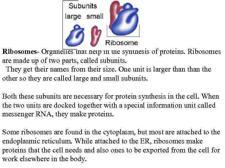 Ribosomes- Organelles that help in the synthesis of proteins. Ribosomes are made up of