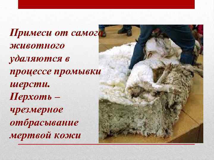 Примеси от самого животного удаляются в процессе промывки шерсти. Перхоть – чрезмерное отбрасывание мертвой
