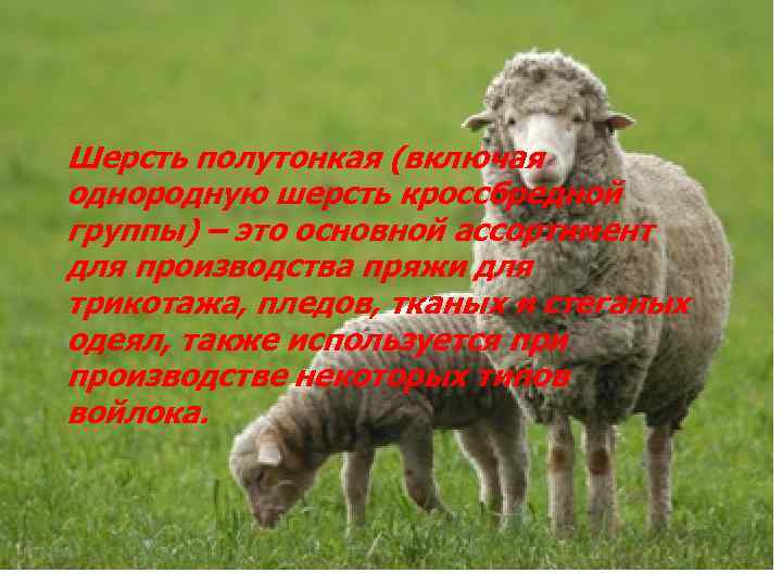 Шерсть полутонкая (включая однородную шерсть кроссбредной группы) – это основной ассортимент для производства пряжи