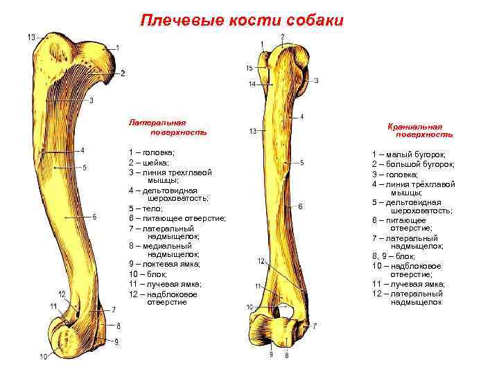 Плечо животного