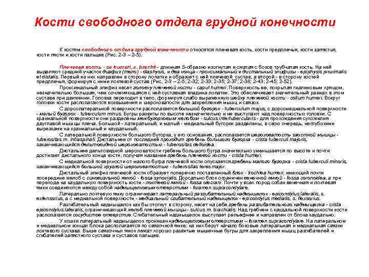Кости свободного отдела грудной конечности К костям свободного отдела грудной конечности относятся плечевая кость,