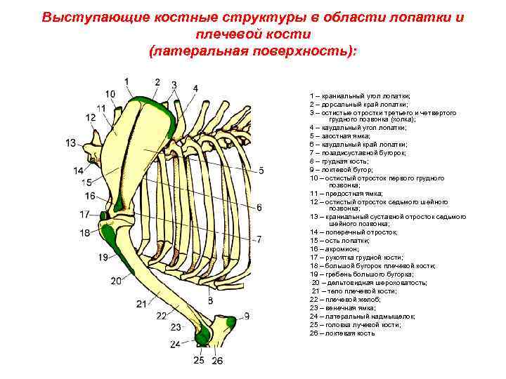 Плечо животного