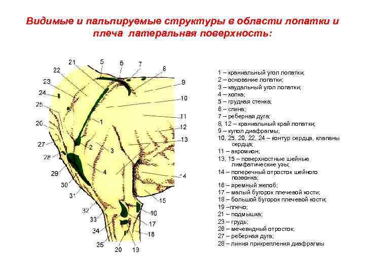 Видимые и пальпируемые структуры в области лопатки и плеча латеральная поверхность: 1 – краниальный