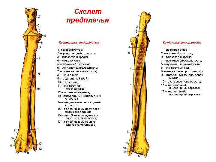 Кости предплечья фото