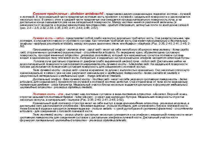 Скелет предплечья - skeleton antebrachii - представлен двумя соединенными подвижно костями - лучевой и