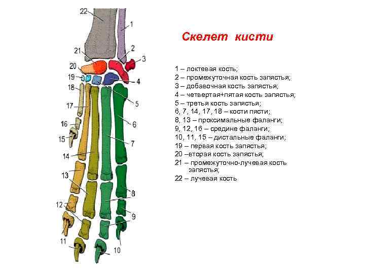 Локтевая кость картинка