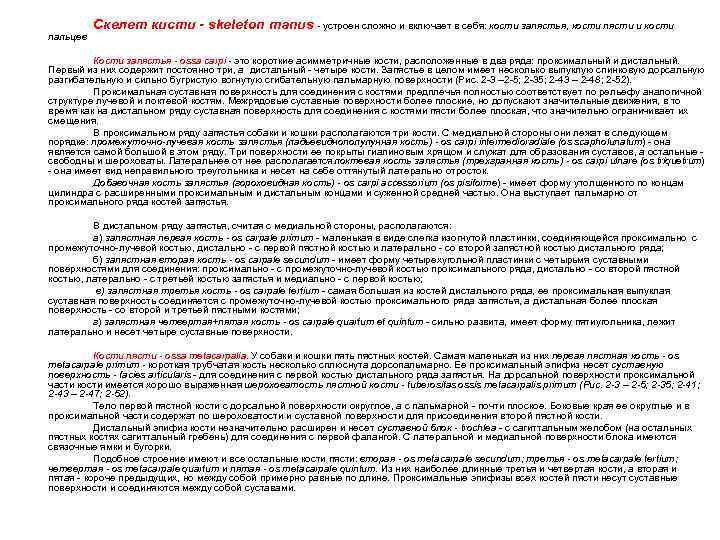 пальцев Скелет кисти - skeleton manus - устроен сложно и включает в себя: кости