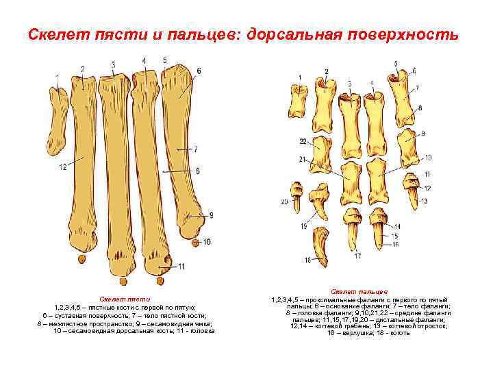 Фаланги пальца тип соединения. Кости стопы собаки дорсальная поверхность. Строение пальцев у собак анатомия. Кости пясти животных. Кости пясти строение.