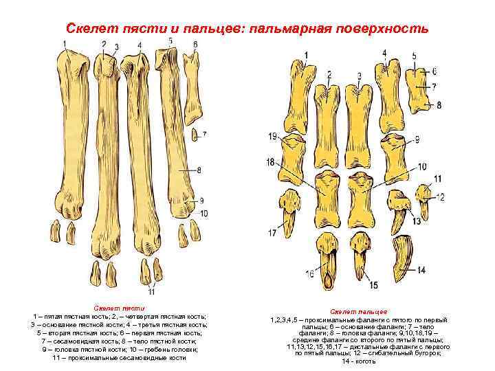 Пястная кость где находится фото