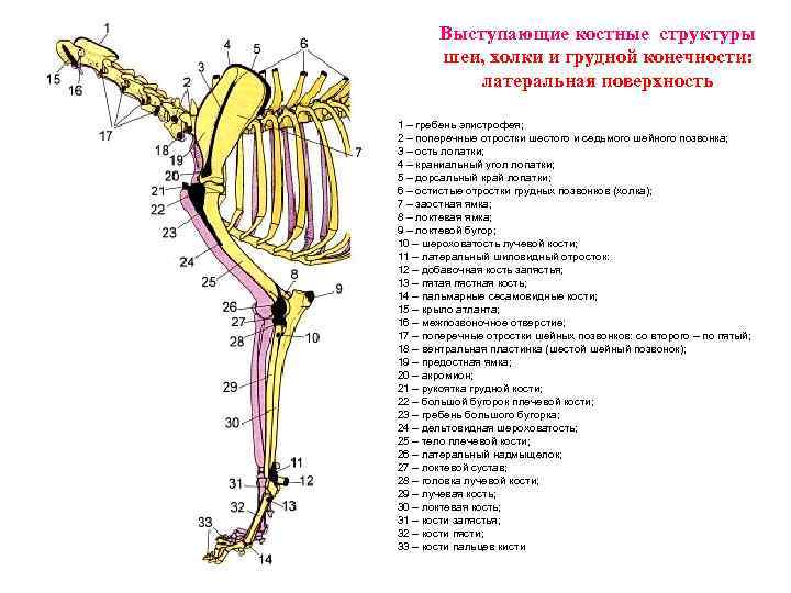 Скелет конечностей собаки. Скелет грудной конечности собаки. Топографическая анатомия грудной конечности собаки. Анатомия костей грудной конечности собаки. Плечевой сустав коровы анатомия.