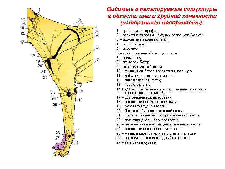 Анатомия собаки фото