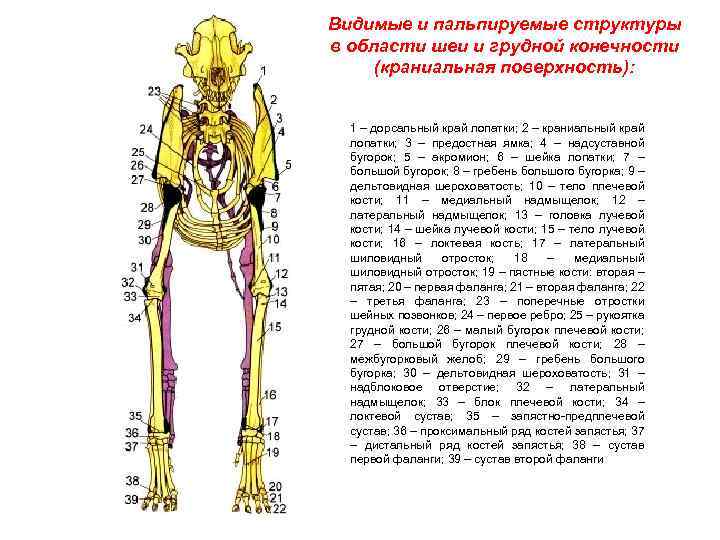 Видимые и пальпируемые структуры в области шеи и грудной конечности (краниальная поверхность): 1 –