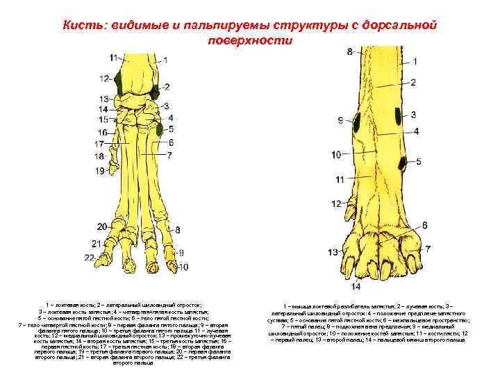 Запястный сустав животных. Кости запястья собаки анатомия. Запястный сустав кошки анатомия.