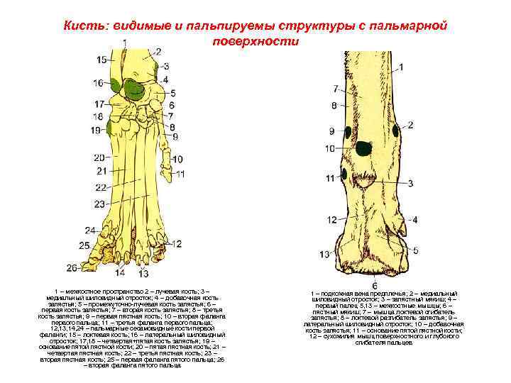 Кисть: видимые и пальпируемы структуры с пальмарной поверхности 1 – межкостное пространство 2 –