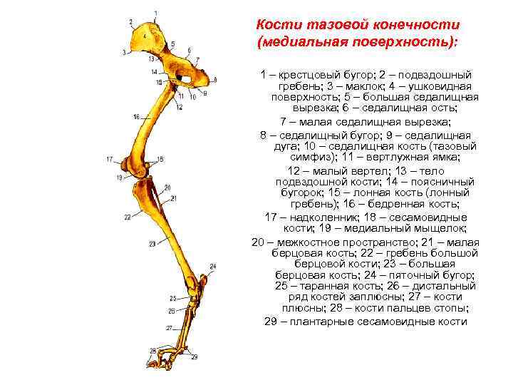 Передняя кость. Анатомия тазовой конечности коровы. Строение костей тазовой конечности собаки. Скелет грудной конечности коровы. Анатомия тазовой конечности собаки.