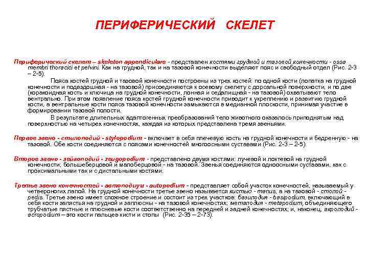 ПЕРИФЕРИЧЕСКИЙ СКЕЛЕТ Периферический скелет – skeleton appendiculare - представлен костями грудной и тазовой конечности
