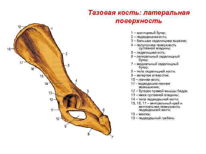 Латеральная кость