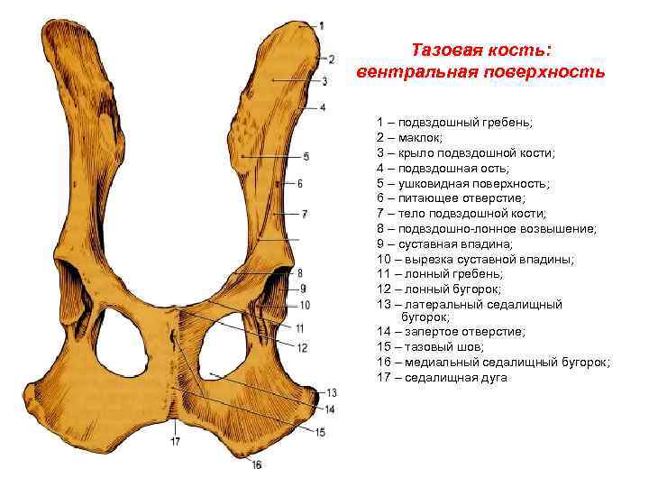 Тазовая кость анатомия человека фото