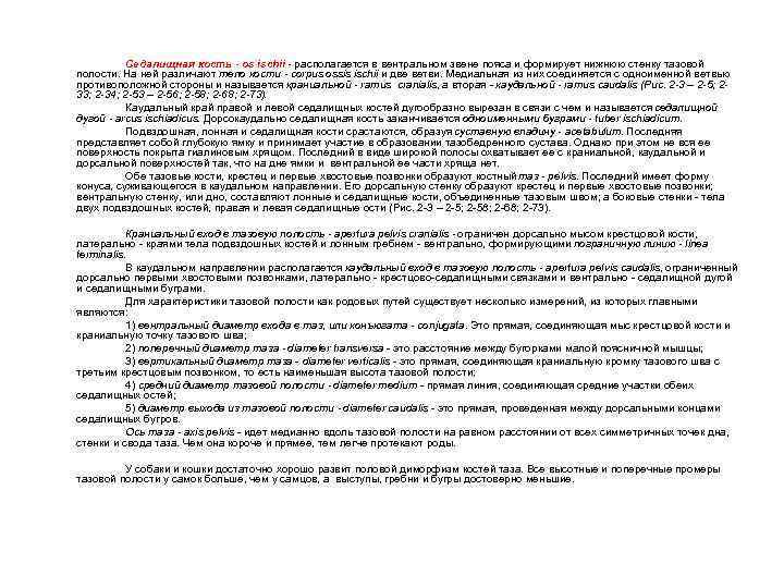 Седалищная кость - os ischii - располагается в вентральном звене пояса и формирует нижнюю