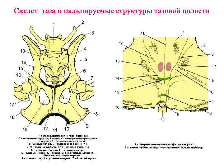 Анатомия животных сальник