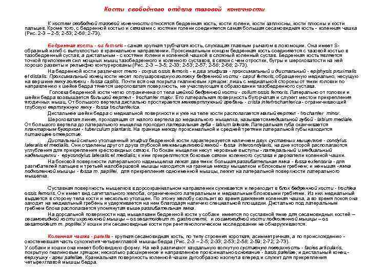 Кости свободного отдела тазовой конечности К костям свободной тазовой конечности относятся бедренная кость, кости