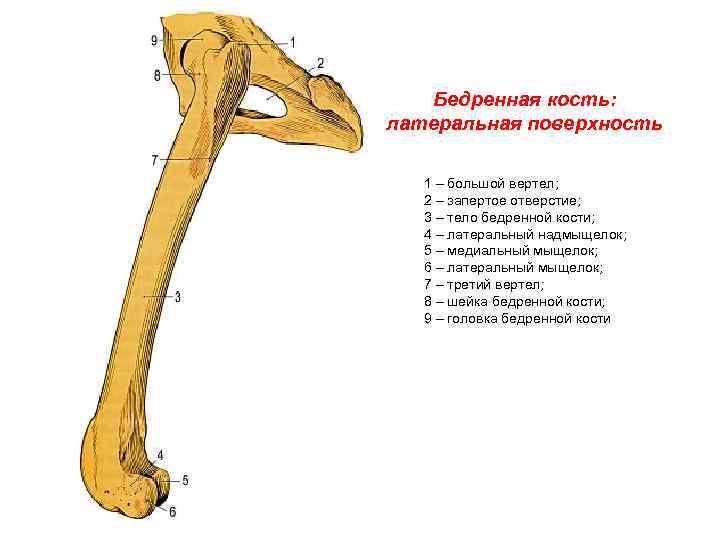 Вертел кости