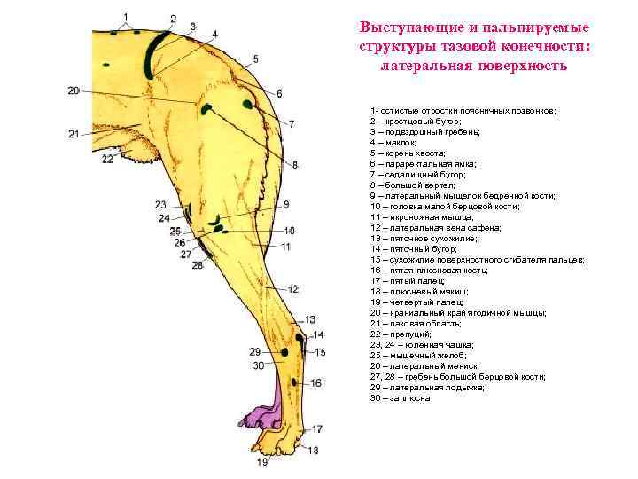 Анатомия собаки фото