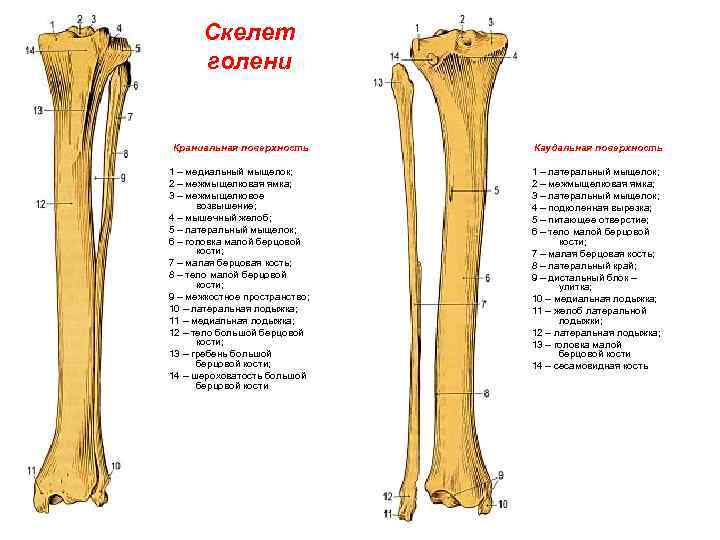 Малая берцовая кость где находится у человека фото на ноге перелом