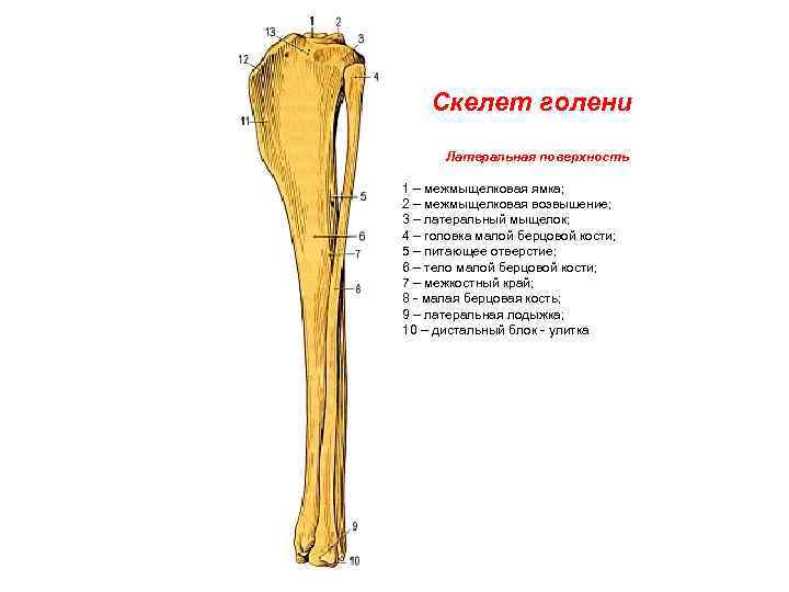 1 скелет голени. Кости голени собаки анатомия. Берцовая кость собаки анатомия. Анатомия костей голени собаки. Большеберцовая кость анатомия собаки.