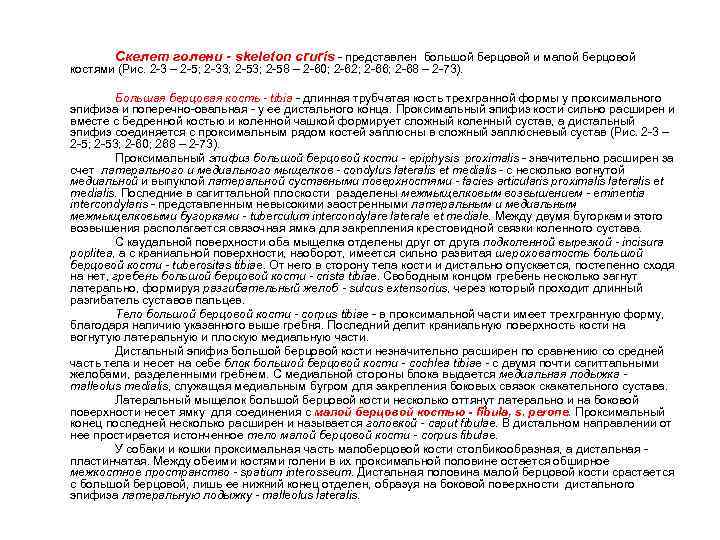 Скелет голени - skeleton cruris - представлен большой берцовой и малой берцовой костями (Рис.