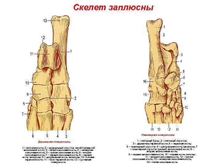 Скелет заплюсны Плантарная поверхность Дорсальная поверхность 1 – пяточная кость; 2 – медиальный отросток