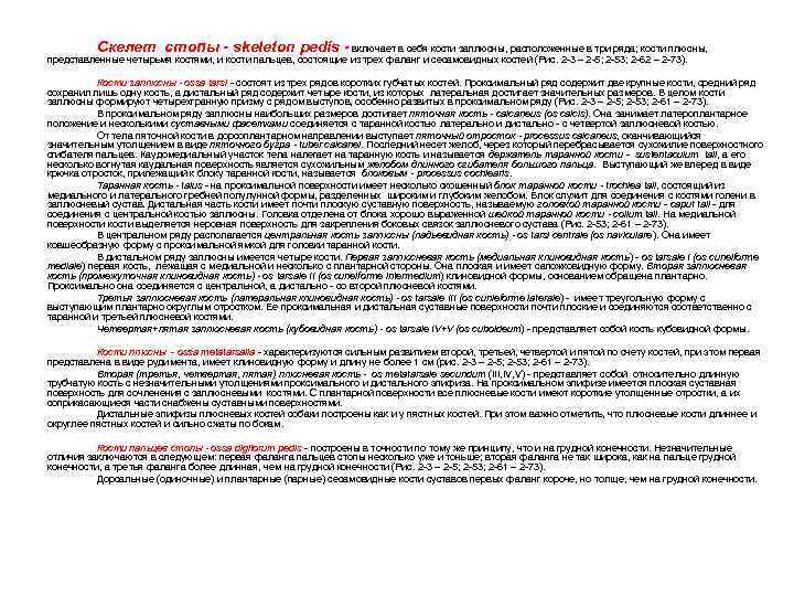 Скелет стопы - skeleton pedis - включает в себя кости заплюсны, расположенные в три