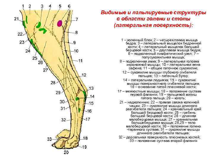 Анатомия собаки фото