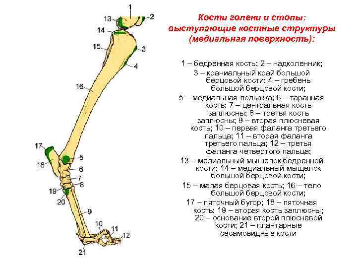 Малая бедренная. Бедренная кость собаки анатомия. Строение берцовой кости собаки.