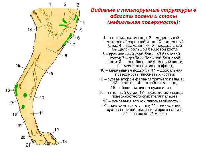 Видимые и пальпируемые структуры в области голени и стопы (медиальная поверхность): 1 – портняжная