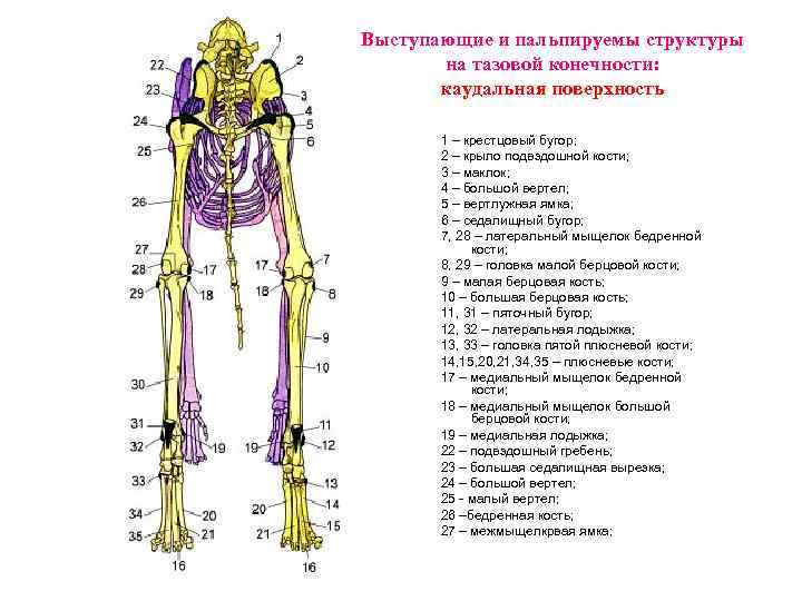 Выступающие и пальпируемы структуры на тазовой конечности: каудальная поверхность 1 – крестцовый бугор; 2