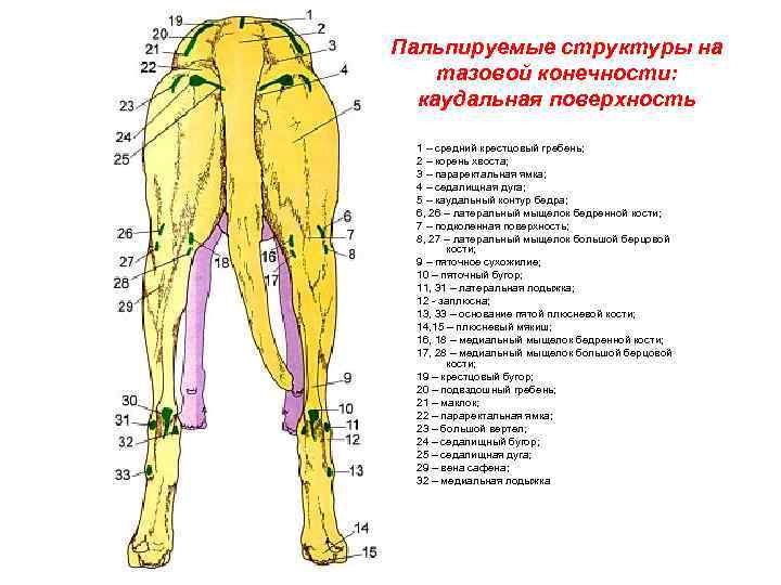 Анатомия собаки фото