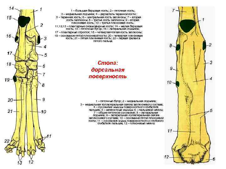 Большая берцовая кость