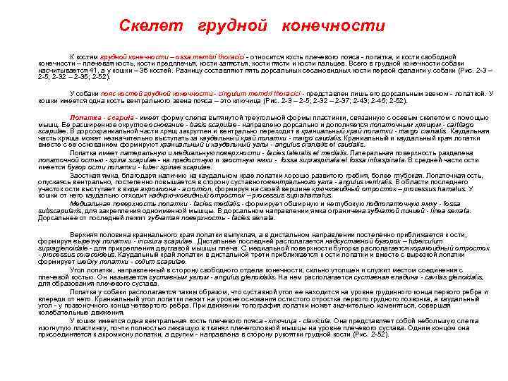 Скелет грудной конечности К костям грудной конечности – ossa membri thoracici - относится кость