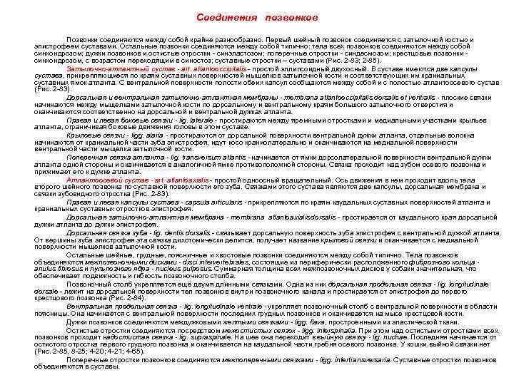 Соединения позвонков Позвонки соединяются между собой крайне разнообразно. Первый шейный позвонок соединяется с затылочной