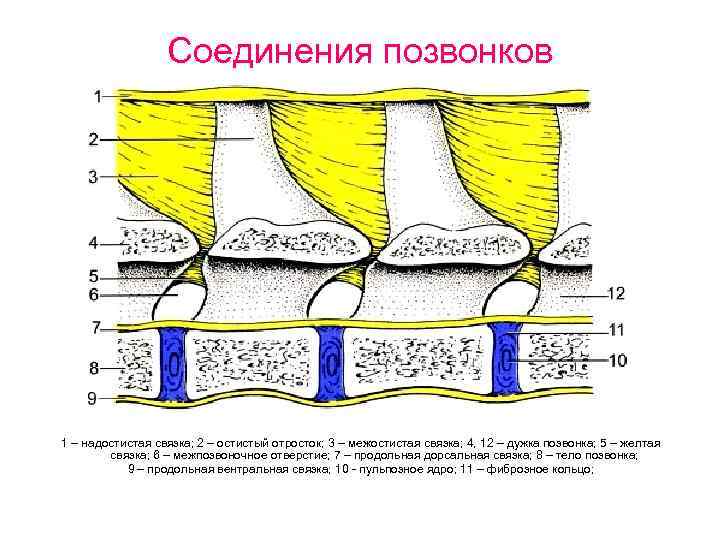 Желтая связка. Соединение позвонков животных. Межостистые связки позвоночника. Надостистая связка позвоночника. Соединение позвонков анатомия животных.