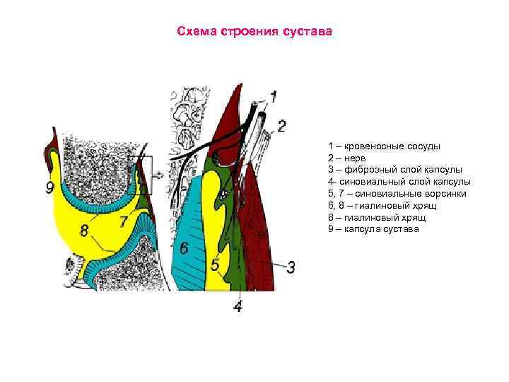 Схема строения сустава 1 – кровеносные сосуды 2 – нерв 3 – фиброзный слой