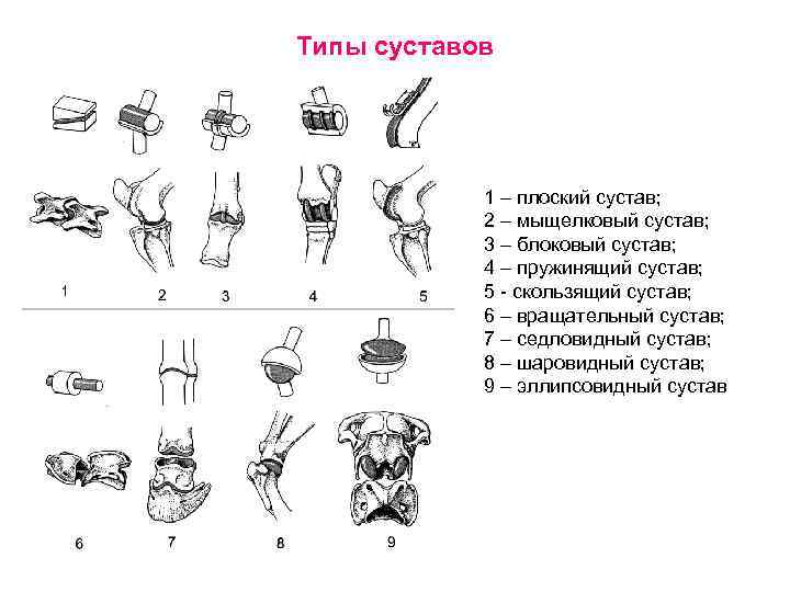 Суставы схема корнилова