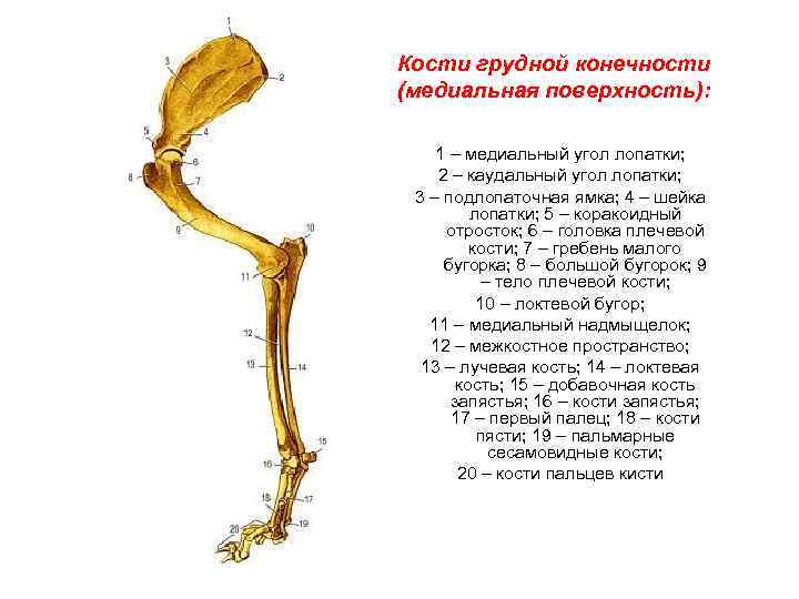 Скелет конечностей собаки. Анатомия грудной конечности собаки. Строение кости грудной конечности. Скелет грудной конечности. Скелет грудной конечности КРС.