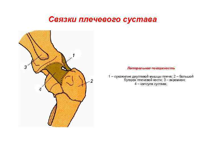 Связки плечевого сустава Латеральная поверхность 1 – сухожилие двуглавой мышцы плеча; 2 – большой